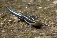 Trachylepis quinquetaeniata