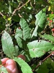 Stigmella rosaefoliella