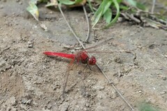 Diplacodes haematodes