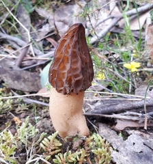 Morchella australiana