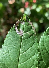 Stigmella rosaefoliella