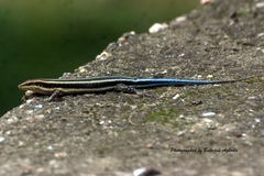 Trachylepis quinquetaeniata