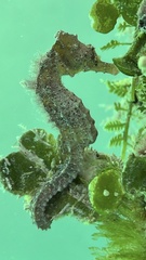 Hippocampus reidi