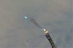 Pseudagrion aureofrons