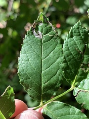 Stigmella rosaefoliella