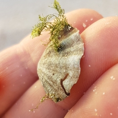 Flexopecten flexuosus