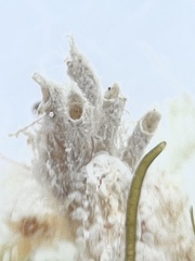 Eumalacostraca