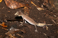 Carphodactylus laevis