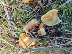 Basidiomycota