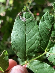 Stigmella rosaefoliella