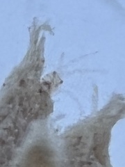 Eumalacostraca