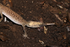 Carphodactylus laevis