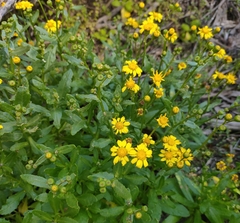 Senecio pinnatifolius