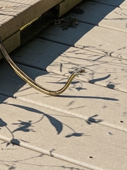 Thamnophis saurita