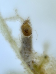 Eumalacostraca