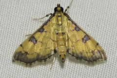 Ategumia ebulealis