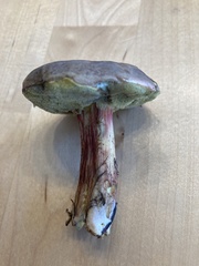 Xerocomellus chrysenteron