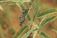 Leptoglossus zonatus