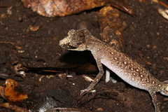 Carphodactylus laevis