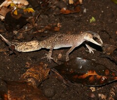 Carphodactylus laevis