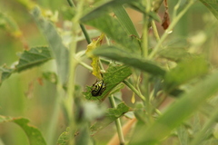 Calligrapha serpentina