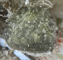 Polyclinum constellatum