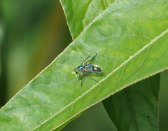 Chrysosomatini