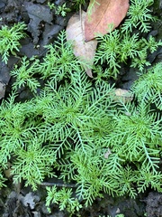 Proserpinaca pectinata