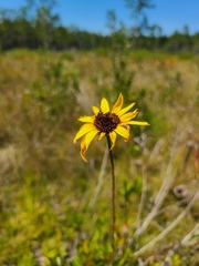 Helianthus heterophyllus