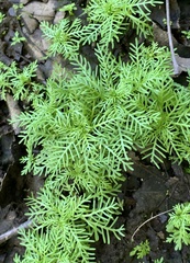 Proserpinaca pectinata