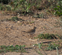 Calandrella brachydactyla