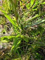 Helianthus heterophyllus