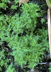 Proserpinaca pectinata