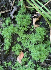 Proserpinaca pectinata