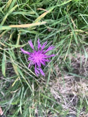 Centaurea scabiosa