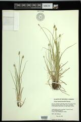 Carex leavenworthii