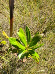 Morella caroliniensis