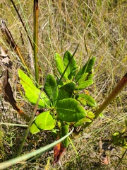 Morella caroliniensis