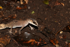 Carphodactylus laevis