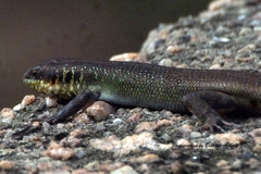 Trachylepis quinquetaeniata