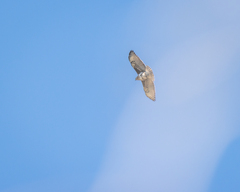 Buteo brachypterus