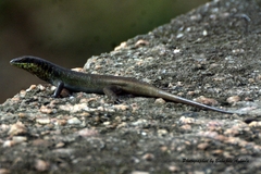 Trachylepis quinquetaeniata