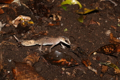 Carphodactylus laevis