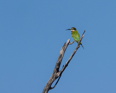 Merops superciliosus