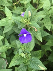 Achetaria azurea