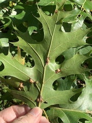 Macrodiplosis majalis