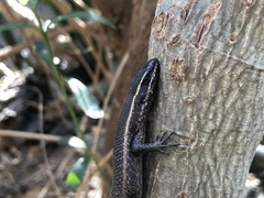 Trachylepis punctatissima