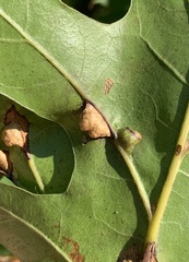 Macrodiplosis majalis