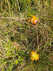 Sarracenia psittacina