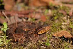 Bothrops asper